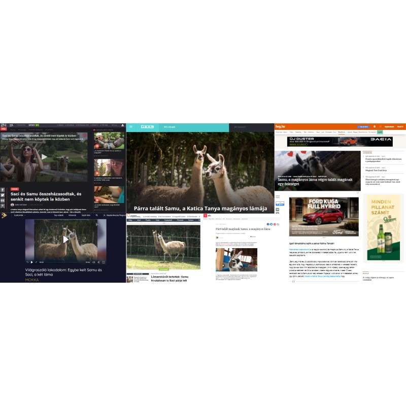 Samu, a láma feleséget keres 85