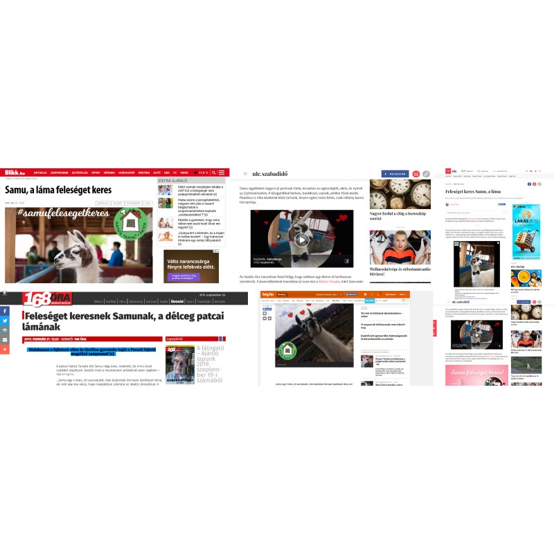 Samu, a láma feleséget keres 86