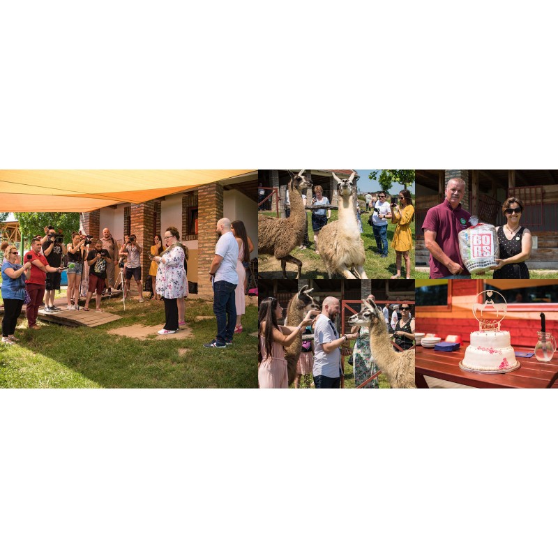 Samu, a láma feleséget keres 87