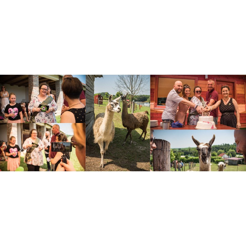 Samu, a láma feleséget keres 88